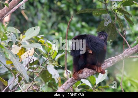 Rothandheulerkaffe (Alouatta belzebul) Mutter mit Baby, Carajas Nationalpark, Amazonas, Brasilien. Stockfoto