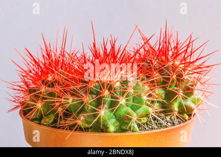 Echinogruson roter Kaktus ist zylindrisch mit zahlreichen dunkelgrünen 'Rippen' und langen goldenen Stacheln. Stockfoto