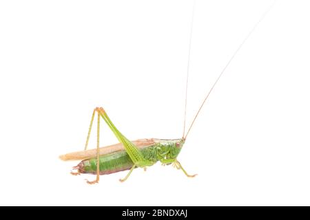 Langflügeliger Kegelkopf (Conocephalus fuscus), Männchen, Frankreich, Juli Meetyourneighbors.net Projekt Stockfoto