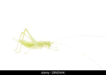 Südliche Eiche Busch-Cricket (Meconema meridionale) männlich, Niederlande, August, Meetyourneighbors.net Projekt Stockfoto