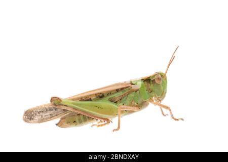 Langflügelgrashüpfer (Aiolopus thalassinus) weiblich, Frankreich, Juli Meetyourneighbors.net Projekt Stockfoto