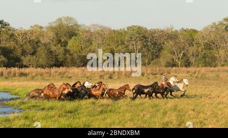 Cowboy auf einem Pantaneiro Hengst montiert, rundet eine Band von wilden Pantaneiro Pferde, Pantanal, Mato Grosso do Sul, Brasilien. Stockfoto