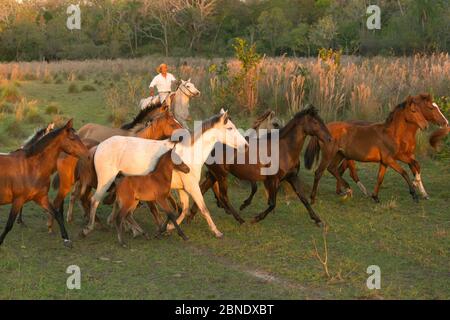 Cowboy auf einem Pantaneiro Hengst, der eine Gruppe wilder Pantaneiro Pferde, Pantanal, Mato Grosso do Sul, Brasilien, aufrundete. August 2015. Stockfoto