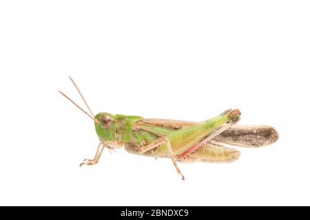 Langflügeliger Heuschrecke (Aiolopus thalassinus), männlich, Frankreich, Projekt Juli Meetyourneighbors.net Stockfoto