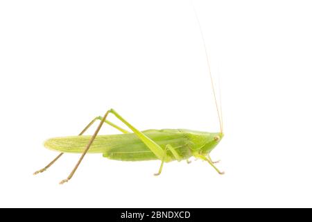 Großer Conehead (Ruspolia nitidula) männlich, Frankreich, Juli Meetyourneighbors.net Projekt Stockfoto