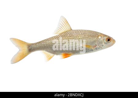 Rotkeule (Rutilus rutilus) Erwachsene, Niederlande, Oktober Meetyourneighbors.net Projekt Stockfoto