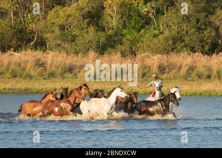 Cowboy auf einem Pantaneiro-Hengst, rundet eine Gruppe wilder Pantaneiro-Pferde im Wasser, Pantanal, Mato Grosso do Sul, Brasilien, August 2015. Stockfoto