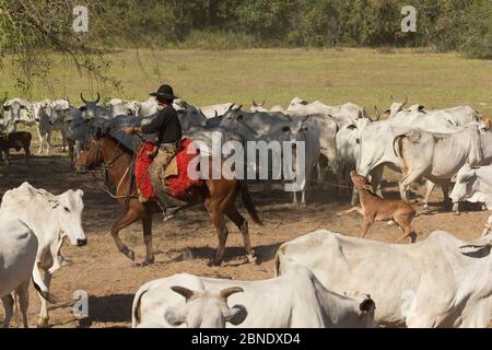 Cowboy auf seinem Pantaneiro Hengst, der ein Nelore Kalb zur Impfung lassoing, unter einer Herde Nerole Rinder, Pantanal, Mato Grosso do Sul, Brasilien. August Stockfoto