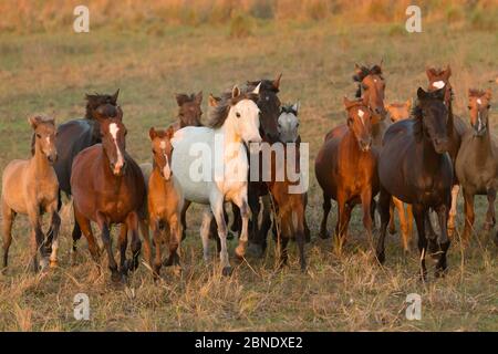 Band von wilden Pantaneiro Pferde galoppiert auf den weiten Ebenen, Pantanal, Mato Grosso do Sul, Brasilien. August. Stockfoto