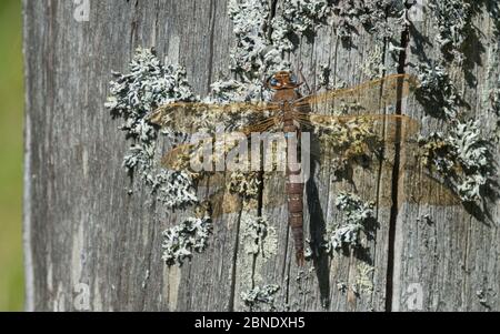 Braune Habichtsfliege (Aeshna grandis) auf Flechten, Mittelfinnland, August. Stockfoto