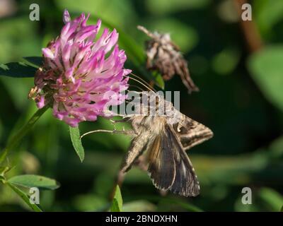 Silber Y Motte (Autograda gamma) bei Klee Blume, Korpoo, Finnland, September. Stockfoto