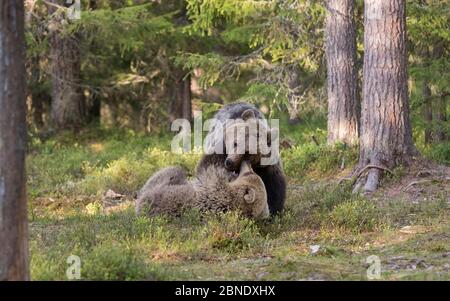 Braunbären (Ursus arctos) Jugendliche spielen kämpfen, Kainuu, Finnland, Mai. Stockfoto