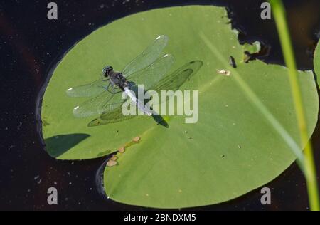 LilyPad whiteface Libelle (Leucorrhinia caudalis), Männchen auf lilypad, Kuhmoinen, Finnland, August. Stockfoto