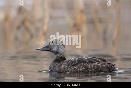 Gewöhnlicher Schlangenwurm (Melanitta nigra) weiblich, Laukaa, Finnland, Januar. Stockfoto