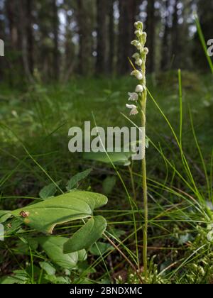 Kriechende Damenträhnen (Goodyera repens), blühend im Waldhabitat, Toivakka, Finnland, August. Stockfoto