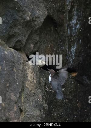 Weißkehltaucher (Cinclus cinclus), Erwachsener, der ein Küken im Nest füttert, Jyvaskyla, Finnland, Juni. Stockfoto