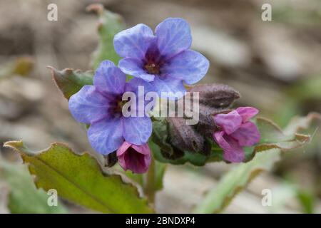 Unflecktes Lungenkraut (Pulmonaria obscura) Südkarelien, Finnland, April. Stockfoto