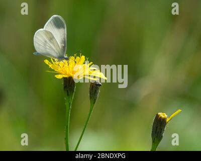 Real's wood white (Leptidea juvernica) zweite Generation Männchen auf Blume, Südkarelien, Finnland, August. Stockfoto