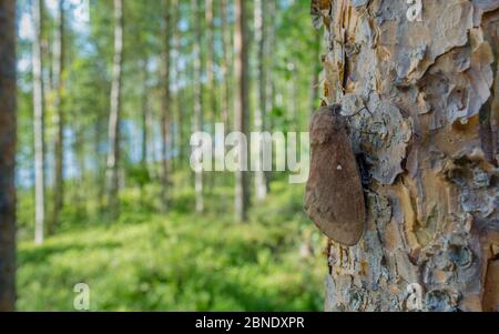 Kiefernlappenkeule (Dendrolimus pini), Weibchen auf Kiefern, Joutsa, Finnland, Juli. Stockfoto