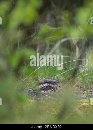 Europäischer Nachtschwalbe (Caprimulgus europaeus), die tagsüber ausruht, Uto, Finnland, Mai. Stockfoto