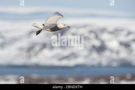 Graumöwe (Larus hyperboreus), Jungvogel im Flug, Hornoya, Norwegen, April. Stockfoto