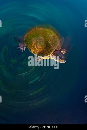 Mesoamerikanische Schiebeschildkröte / Terrapin (Trachemys scripta venusta) in Doline, Cenote Carwash, in der Nähe von Tulum, Yucatan Halbinsel, Mexiko, Januar Stockfoto