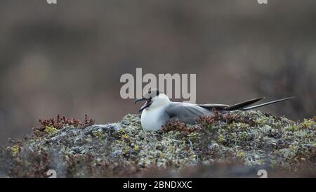 Langschwanzkua / Jaeger (Stercorarius longicaudus), Nistweibchen, Lappland, Finnland, Juni. Stockfoto