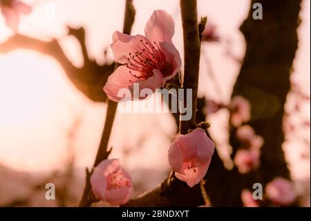Nahaufnahme der Pfirsichblüten im Frühjahr Stockfoto