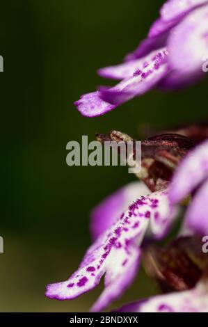 Lady Orchidee, Orchis purpurea Nahaufnahme Stockfoto
