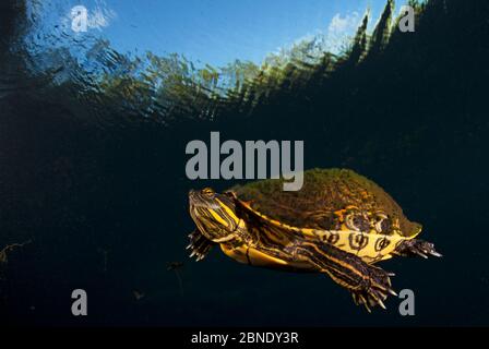 Mesoamerikanische Schiebeschildkröte / Terrapin (Trachemys scripta venusta) in Doline, Cenote Carwash, in der Nähe von Tulum, Yucatan Halbinsel, Mexiko, Januar Stockfoto
