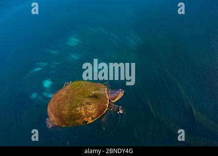 Mesoamerikanische Schiebeschildkröte / Terrapin (Trachemys scripta venusta) in Doldenloch, mit Algen auf der Schale, Cenote Carwash, in der Nähe von Tulum, Yucatan Halbinsel, Mex Stockfoto