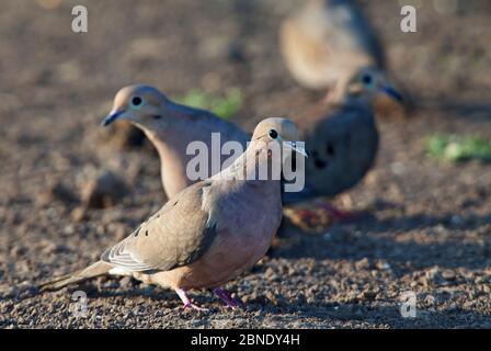 Roddy Ground-Dove (Columbina talpacoti) Laredo Borderlands, Texas, USA. April Stockfoto