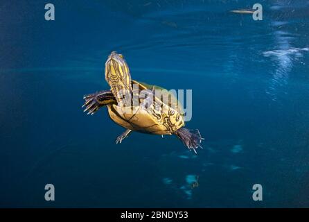 Mesoamerikanische Schiebeschildkröte / Terrapin (Trachemys scripta venusta) in Doline, Cenote Carwash, in der Nähe von Tulum, Yucatan Halbinsel, Mexiko, Januar Stockfoto