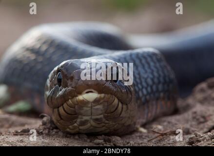 Texanische Indigo-Schlange (Drymarchon melanurus erebennus) Nahaufnahme Porträt, Laredo Borderlands, Texas, USA. April Stockfoto