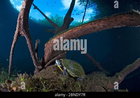 Mesoamerikanische Schiebeschildkröte / Terrapin (Trachemys scripta venusta) in Doline, Cenote Carwash, in der Nähe von Tulum, Yucatan Halbinsel, Mexiko, Januar Stockfoto