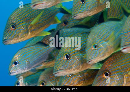 Blau gestreifter Grunz (Haemulon sciurus) und Caesar Grunt (Haemulon carbonarium) Puerto Morelos Nationalpark, Karibik, Mexiko, Februar Stockfoto