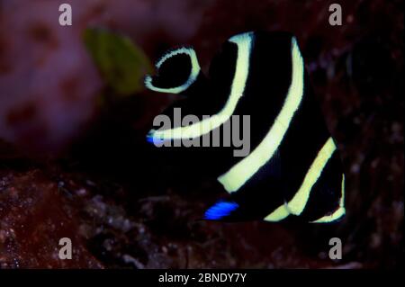 Französischer Engelfisch (Pomacanthus paru) juvenile, Cozumel Reefs National Park, Cozumel Island, Karibik, Mexiko, Januar Stockfoto