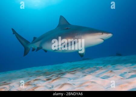 Bullenhai (Carcharhinus leucas) schwimmt über dem Meeresboden, Playa del Carmen, Karibisches Meer, Mexiko, Januar Stockfoto