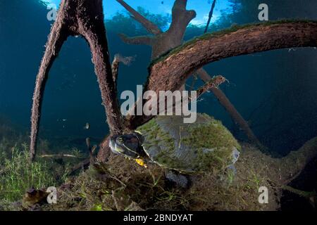 Mesoamerikanische Schiebeschildkröte / Terrapin (Trachemys scripta venusta) in Doline, Cenote Carwash, in der Nähe von Tulum, Yucatan Halbinsel, Mexiko, Januar Stockfoto