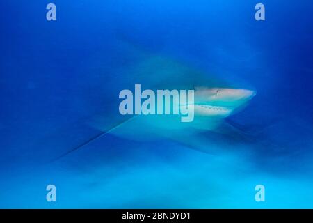 Bull Hai (Carcharhinus Leucas) Playa del Carmen, Karibik, Mexiko, Januar. Stockfoto