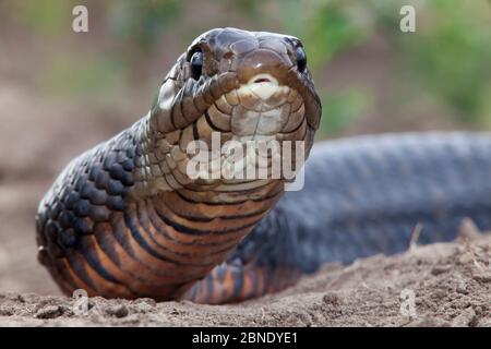 Porträt einer texanischen Indigo-Schlange (Drymarchon melanurus erebennus), Laredo Borderlands, Texas, USA. April Stockfoto