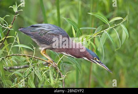 Grünrückenreiher (Butorides striatus virescens), erwachsener Rüde, Shark Valley, Florida, USA, Februar. Stockfoto