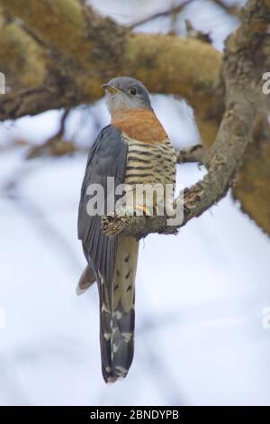 Rotknöchelkuckuck (Cuculus solitarius solitarius) erwachsenes Männchen. Naivasha, Kenia. Stockfoto