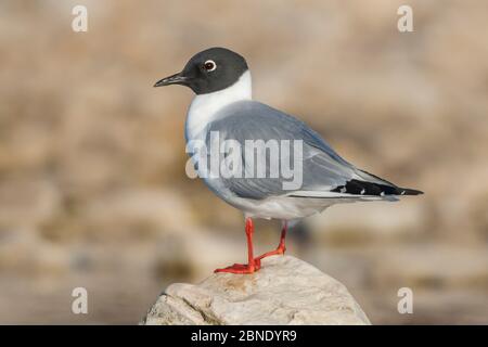 Bonaparte's gull (Larus philadelphia) Erwachsene, Sommergefieder Churchill, Manitoba, Kanada, Juni. Stockfoto