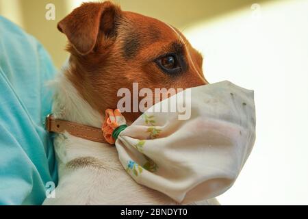 Kleine Jack Russell Terrier Hund trägt zu Hause gemacht einfache Baumwolle Mund Virus Maske. Haustiere sind nicht anfällig für Coronavirus covid-19, aber einige Besitzer prote Stockfoto