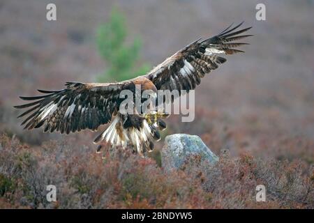 Steinadler (Aquila chrysaetos) sub-adult männlich Landung in regen, Schottland, Großbritannien. Gefangener Falknervogel während des Freifluges. Stockfoto