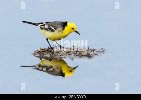 Citrine stelzenschwanz (Motacilla citreola) Erwachsene Rüde in Zuchtgefieder auf Schlamm umgeben von Wasser, Varna Feuchtgebiete, Bulgarien, April. Stockfoto