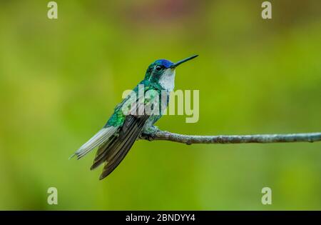 Weißkehliger Bergjuwelenhummingbird (Lampornis castaneoventris), Männchen thront, Sevegre Valley, Costa Rica. Stockfoto