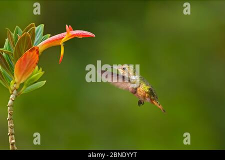 Vulkan Kolibri (Selasphorus flammula) Erwachsene Frau fliegen zur Blume, Talamanca Cordillera Rennen, Sevegre Tal, Costa Rica. Stockfoto