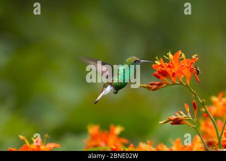 Kupferköpfiger Kolibri (Elvira cupreiceps), erwachsener Rüde, Bosque de Paz, Costa Rica. Stockfoto